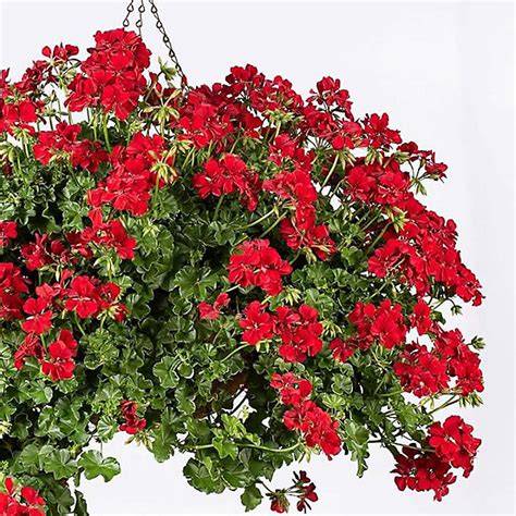 aromatická pelargonie listy detail
