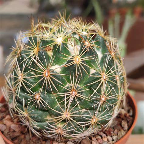 přehledný nákres kaktus Coryphantha compacta