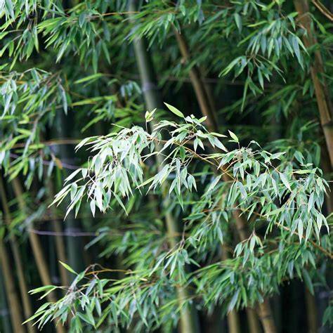 Phyllostachys pubescens výsadba a péče