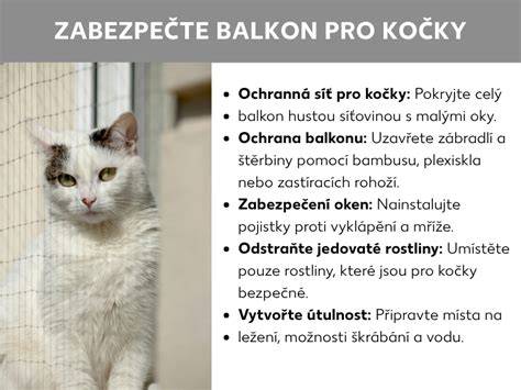 infografika_príčiny_zvracení_kočky