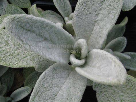 čistec 'Silver Carpet' stříbrné plstnaté listy