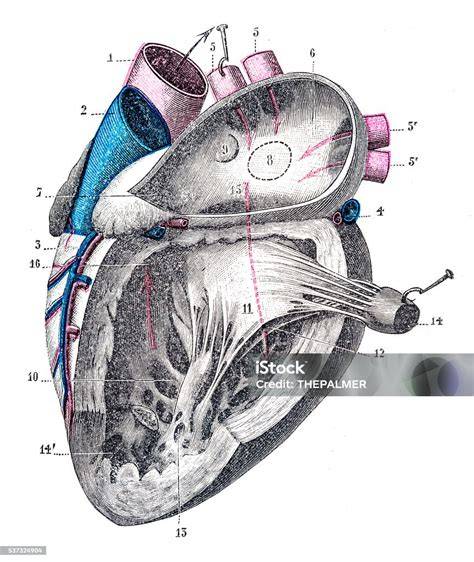 Beznákladová ilustrace anatomie nůžek na keře