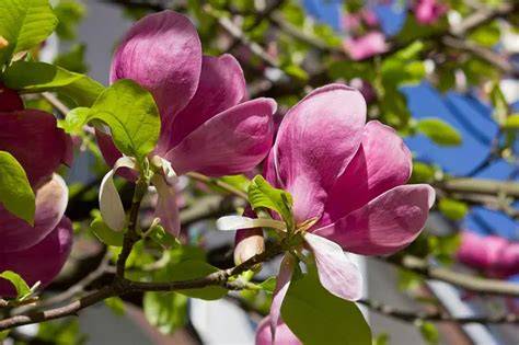 Infografika o vhodném stanovišti magnolie a péči