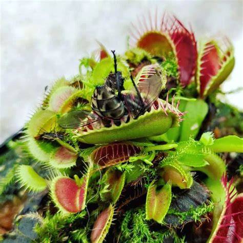 Venus flytrap přirozené prostředí a pasti