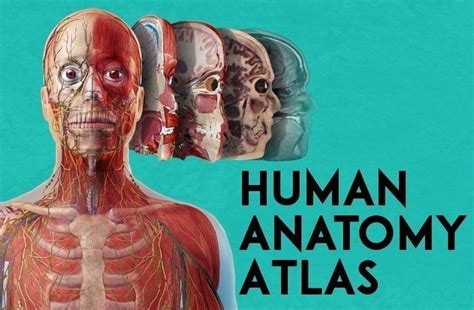 Podrobná anatomie pasti Venus