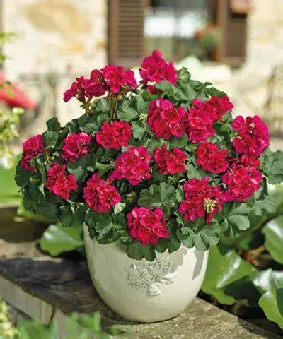 pelargonie vzpřímená na balkonové výsadby