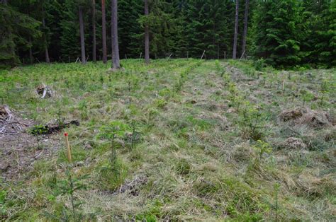 Schéma dělení živin v hnojivách: N, P, K, mikroprvky a lignohumát