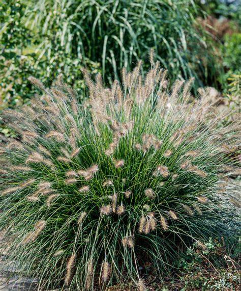Сравнение культурных вариантов Pennisetum alopecuroides