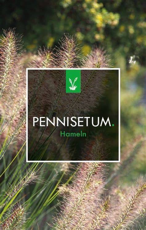 Grafik zpracování péče o Pennisetum ‚Hameln‘