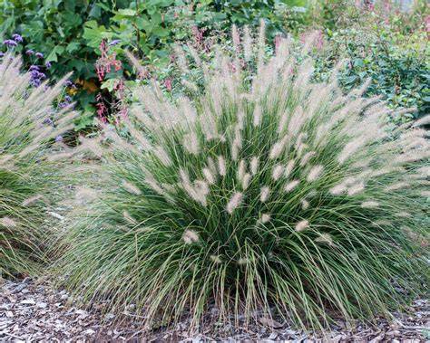 Ukázka uspořádání Pennisetum ‚Hameln‘ v zahradě