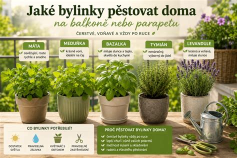 křen_pěstování_infografika