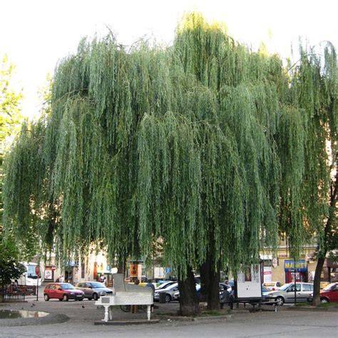 Ива плакучая как бонсай с характером
