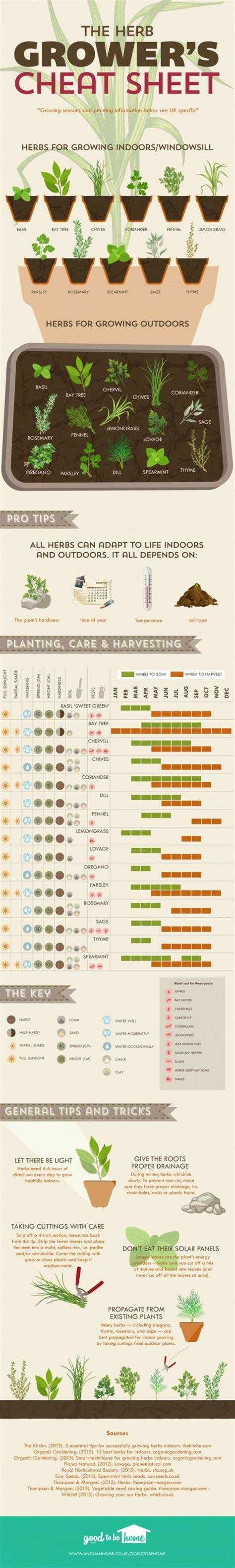 infografika o pěstování chřestu