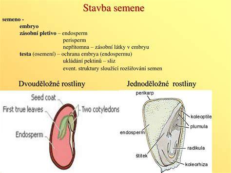 vizualizace anatomie klíčení semene